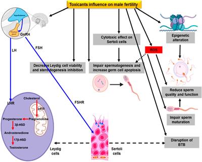 Redox mechanisms of environmental toxicants on male reproductive function